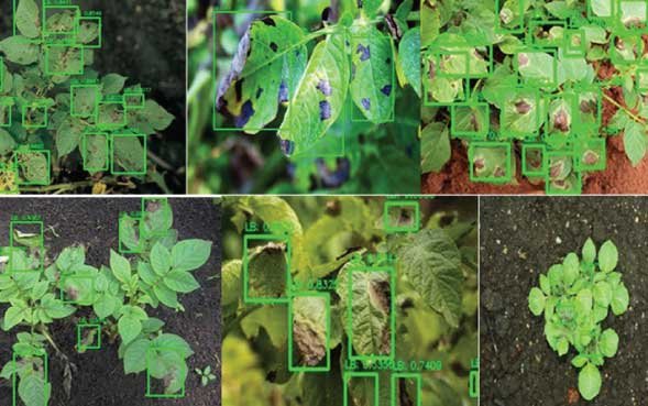 crop-decease-validation